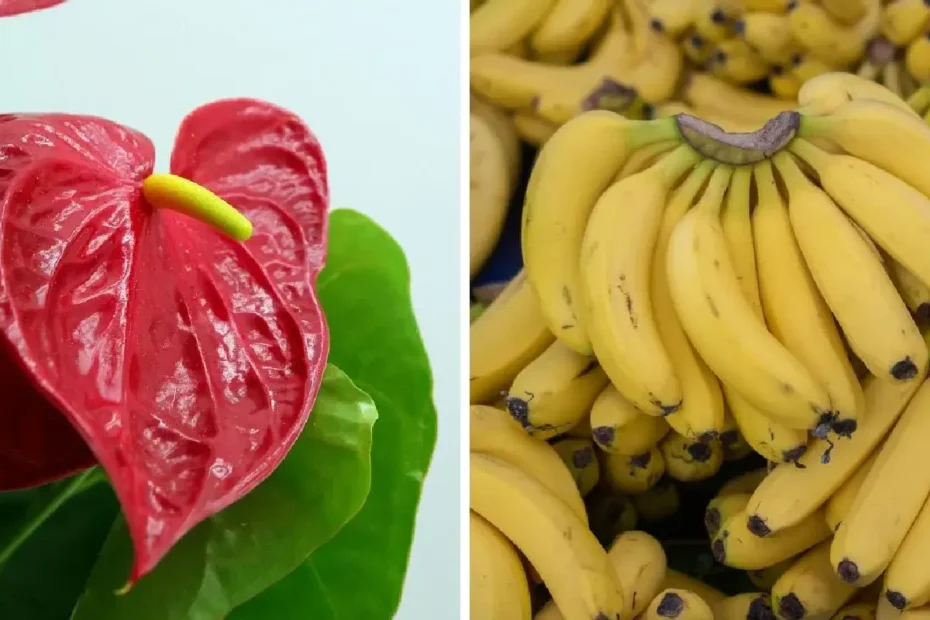 Sådan får du din anthurium til at blomstre med bananskræl