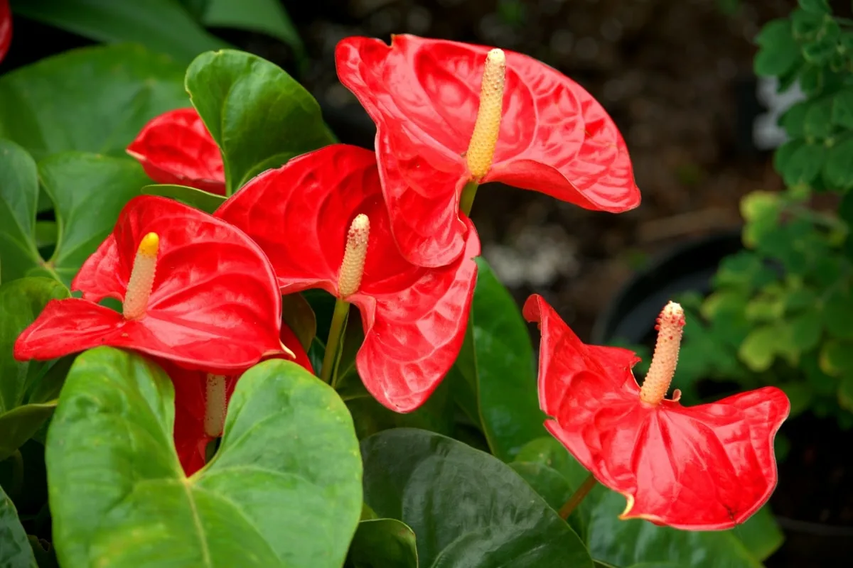 Sådan får du din anthurium til at blomstre med bananskræl