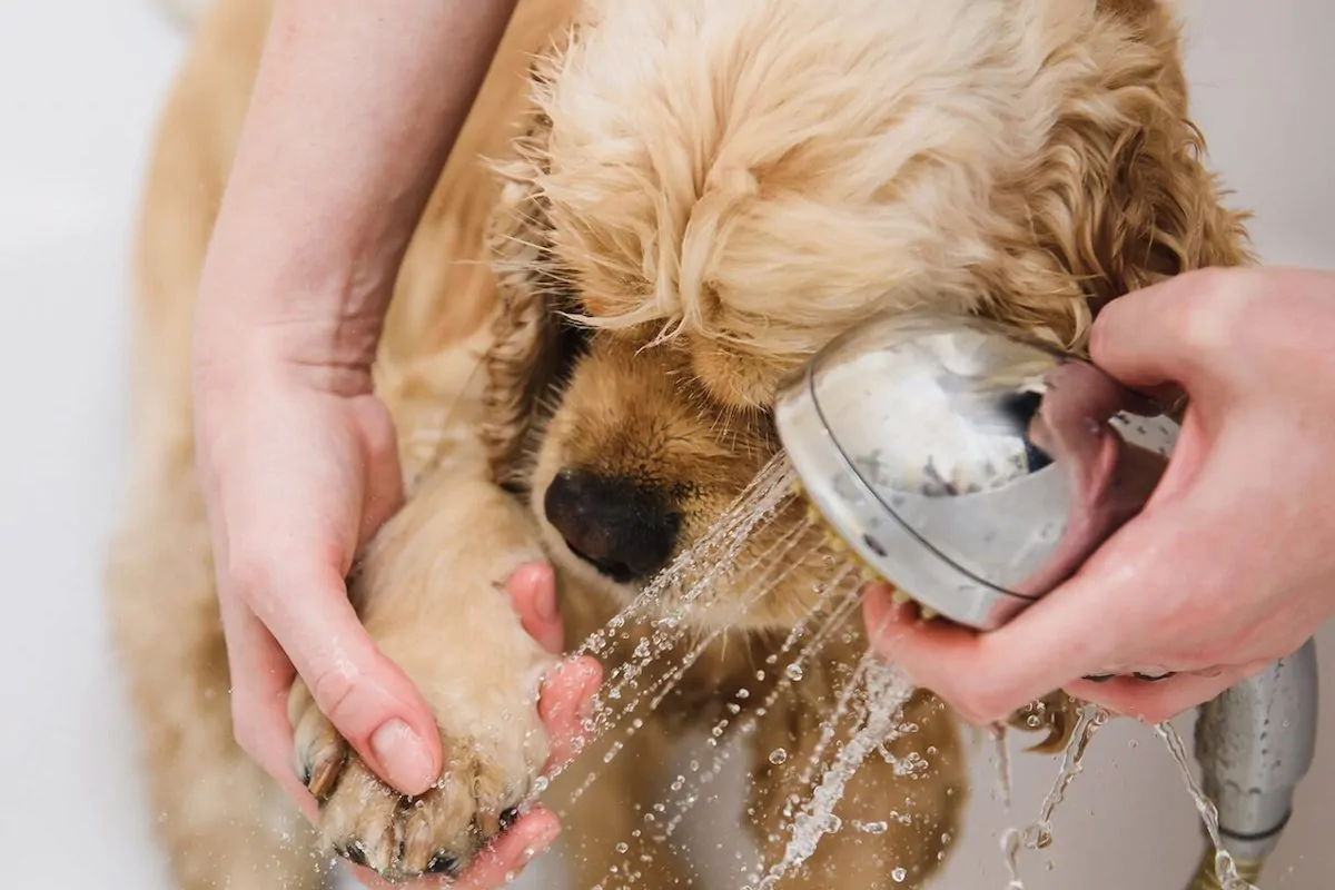 Hvor ofte skal du bade din hund? Få eksperternes bedste råd