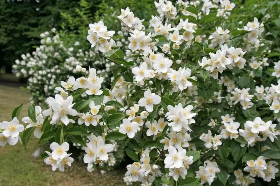 Hvornår skal du beskære jasmin – og hvorfor det er så vigtigt!