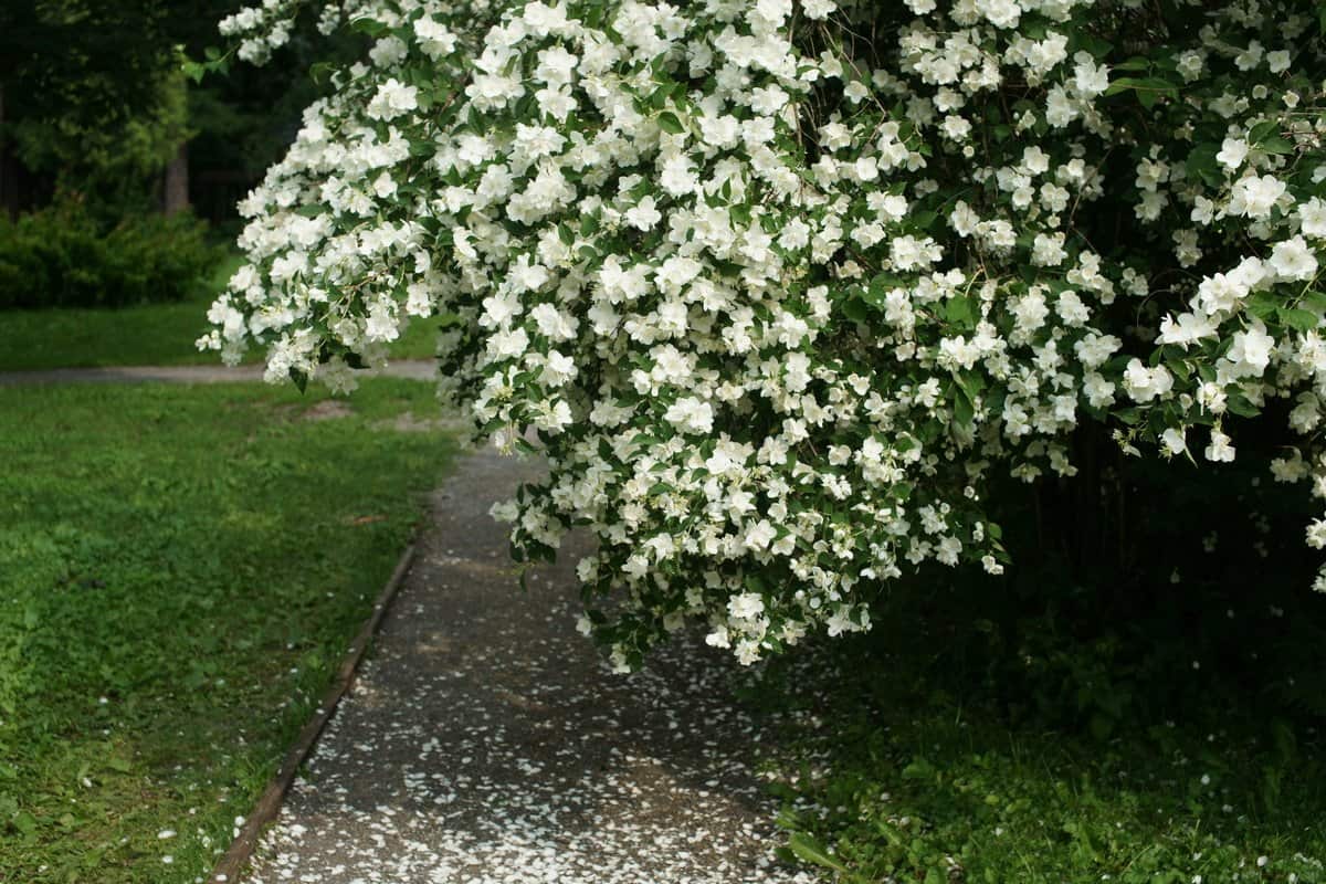 Hvornår skal du beskære jasmin – og hvorfor det er så vigtigt!