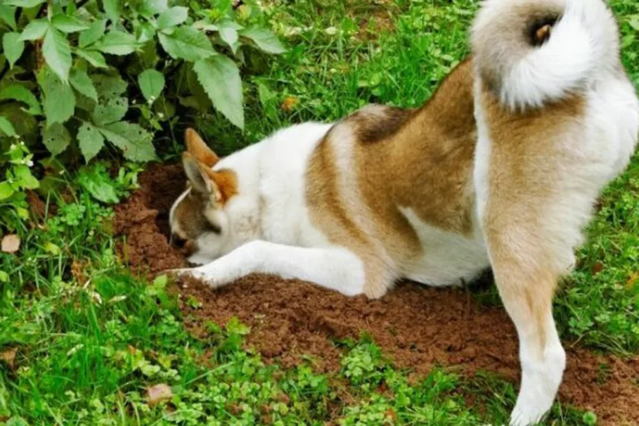 Hvorfor graver din hund huller i haven – og hvordan stopper du det?
