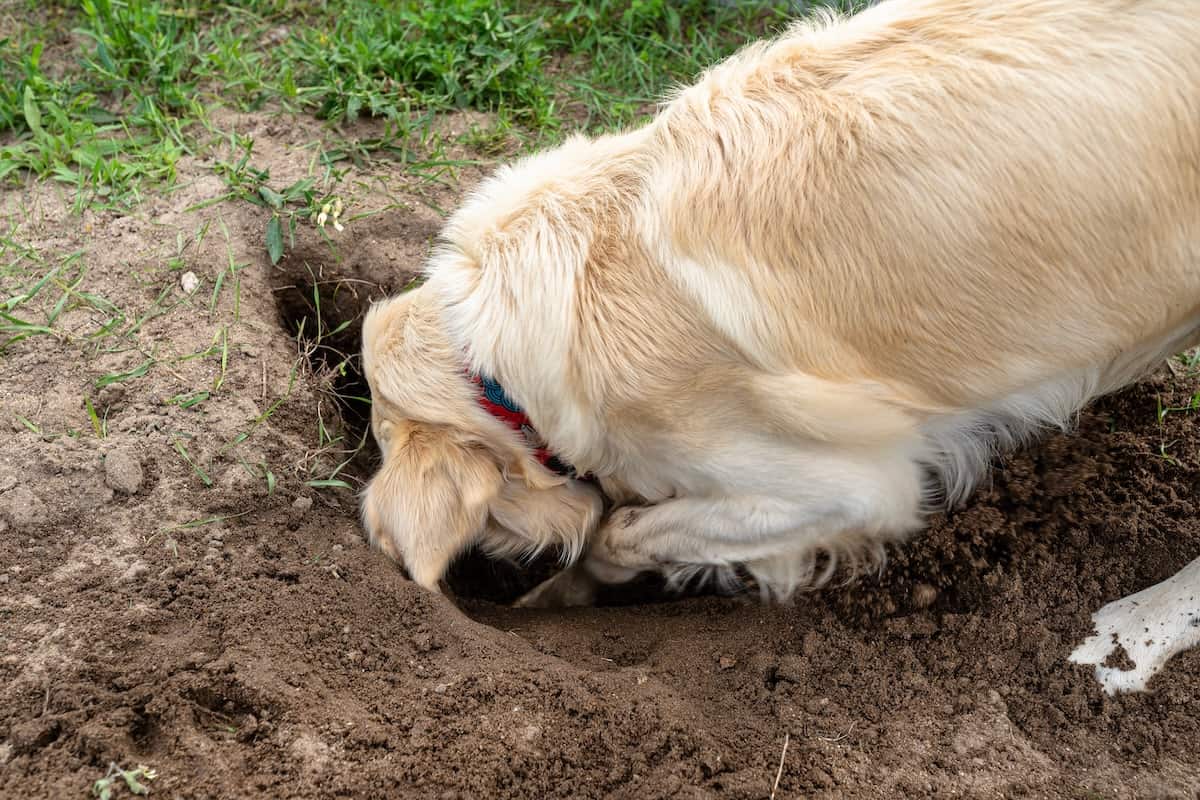 Hvorfor graver din hund huller i haven – og hvordan stopper du det?