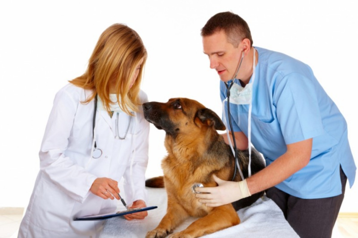 Hvorfor graver din hund huller i haven – og hvordan stopper du det?
