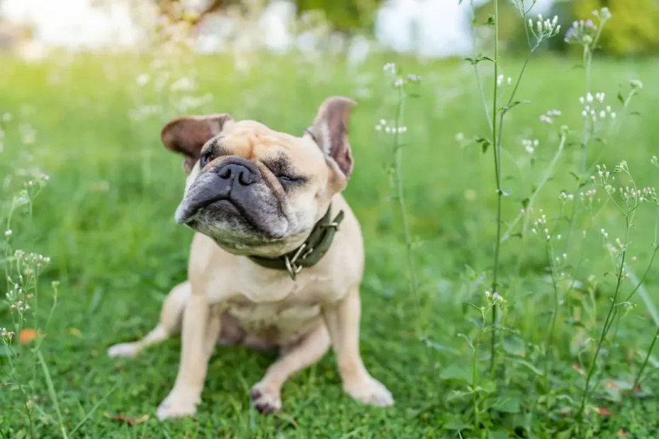 Hvorfor ryster din hund så meget med hovedet, og hvorfor kan det være et problem?