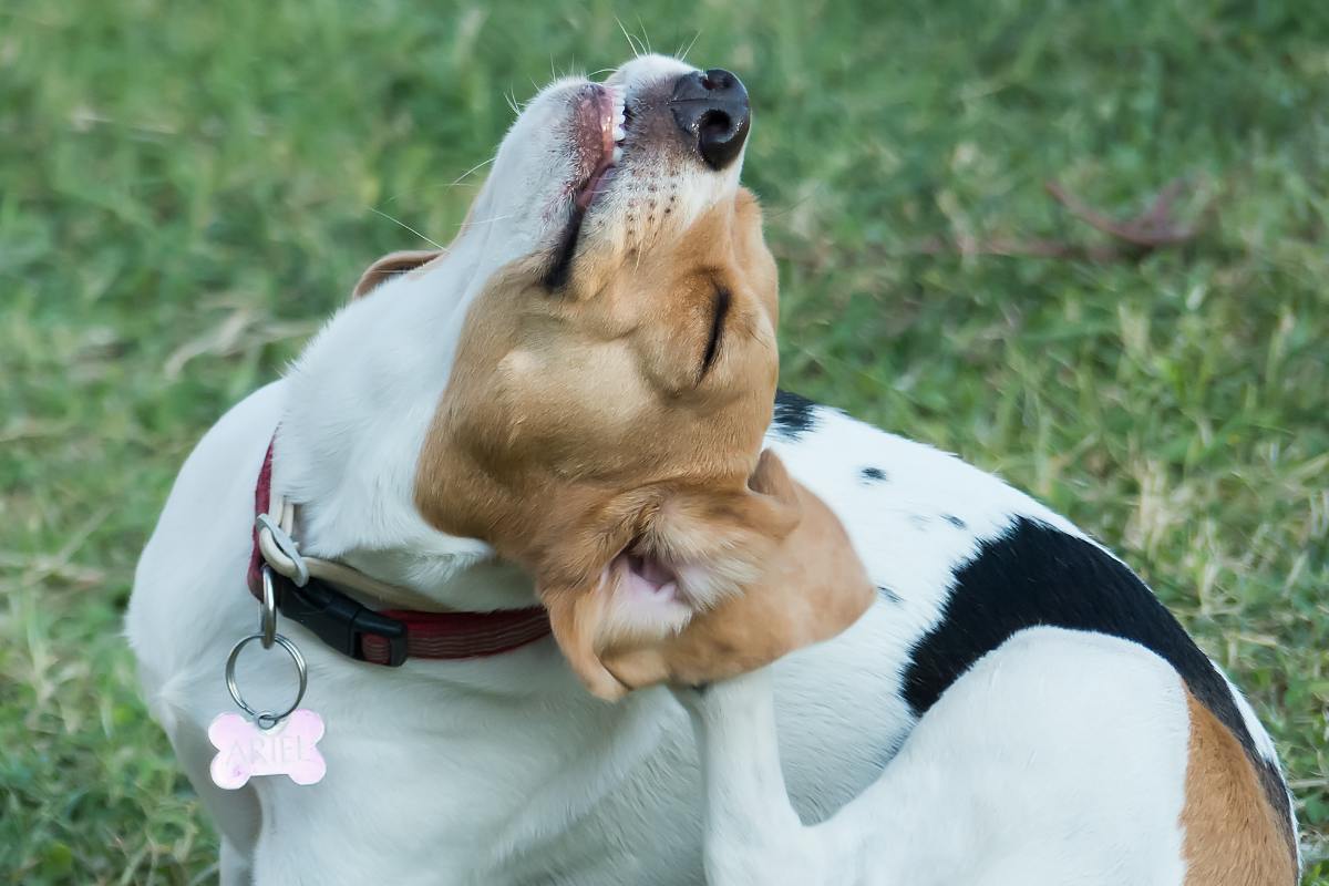 Hvorfor ryster din hund så meget med hovedet, og hvorfor kan det være et problem?
