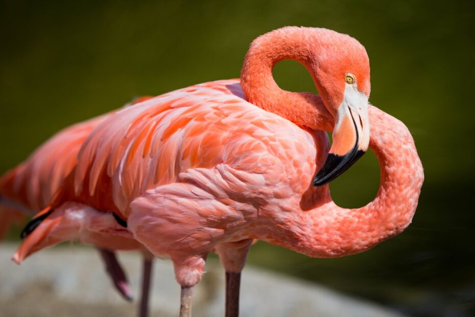 Hvorfor er flamingoer lyserøde? En fascinerende rejse ind i deres verden