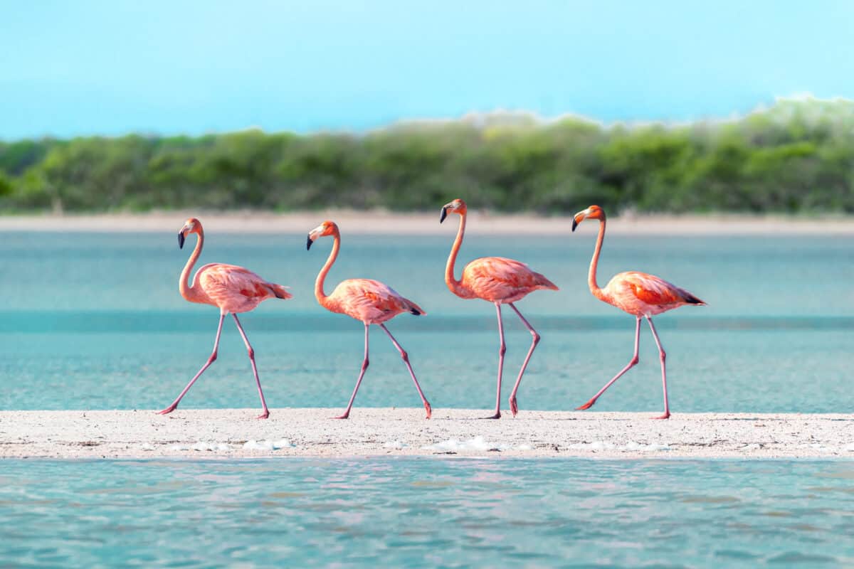 Hvorfor er flamingoer lyserøde? En fascinerende rejse ind i deres verden