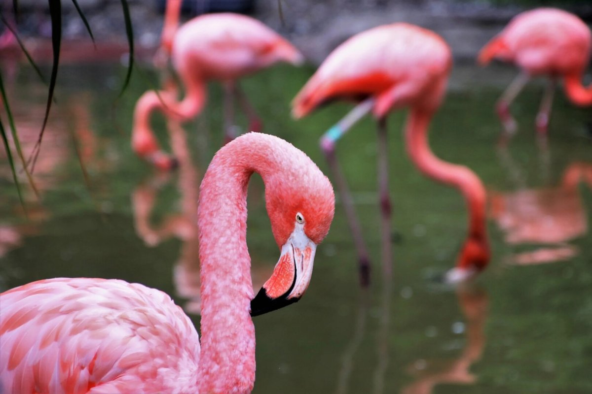 Hvorfor er flamingoer lyserøde? En fascinerende rejse ind i deres verden