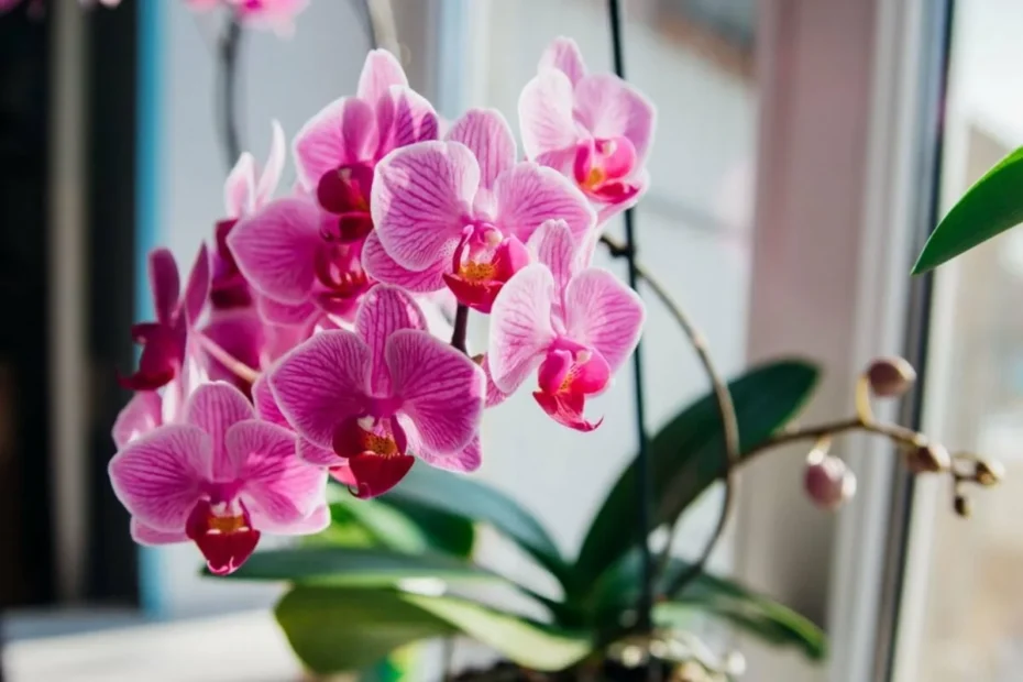 Orchideer: Eksperternes råd til at genoplive din plante og få den til at blomstre igen