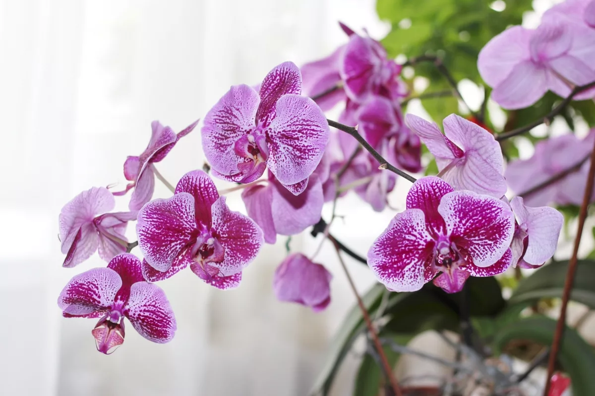 Orchideer: Eksperternes råd til at genoplive din plante og få den til at blomstre igen