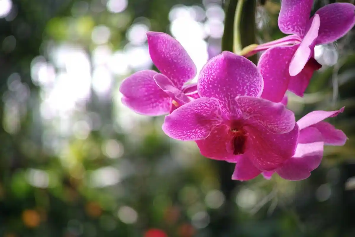 Orchideer: Eksperternes råd til at genoplive din plante og få den til at blomstre igen