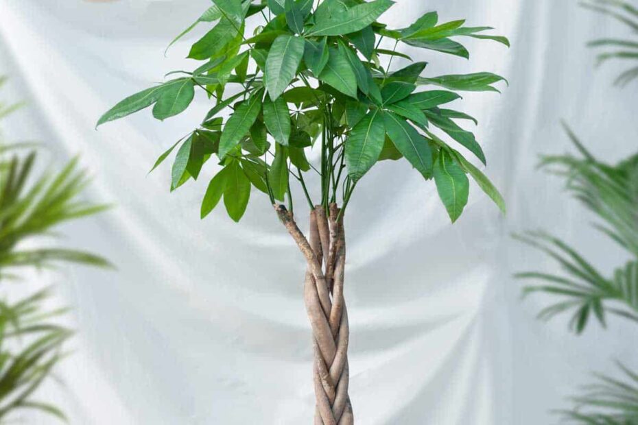 Bedre end jadeplanten: Pachira – den letplejede plante med fletstamme, der tiltrækker velstand