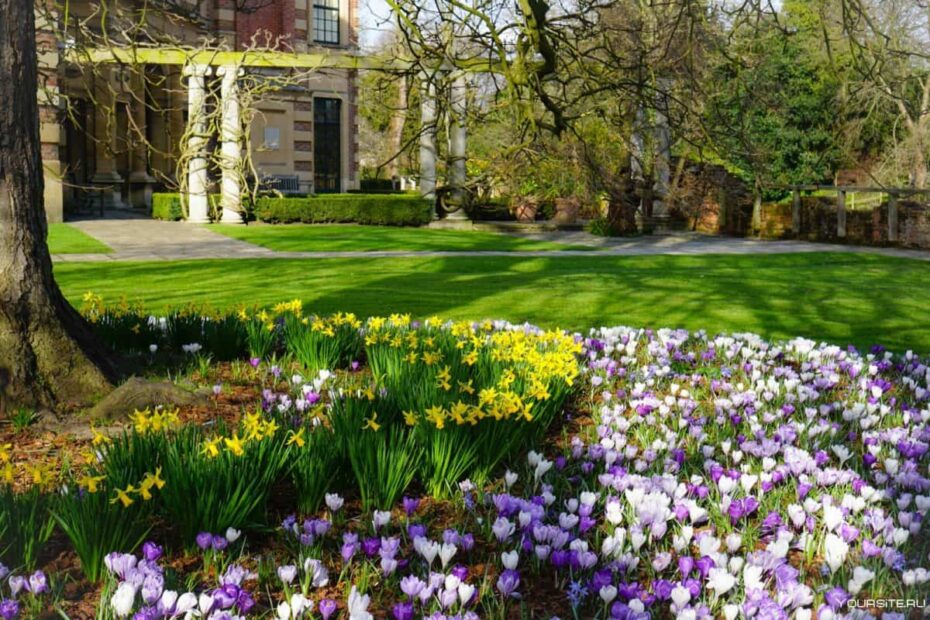 Tre blomster, du kan så i august for en farverig have til foråret
