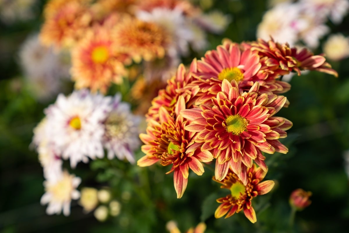 Tre blomster, du kan så i august for en farverig have til foråret
