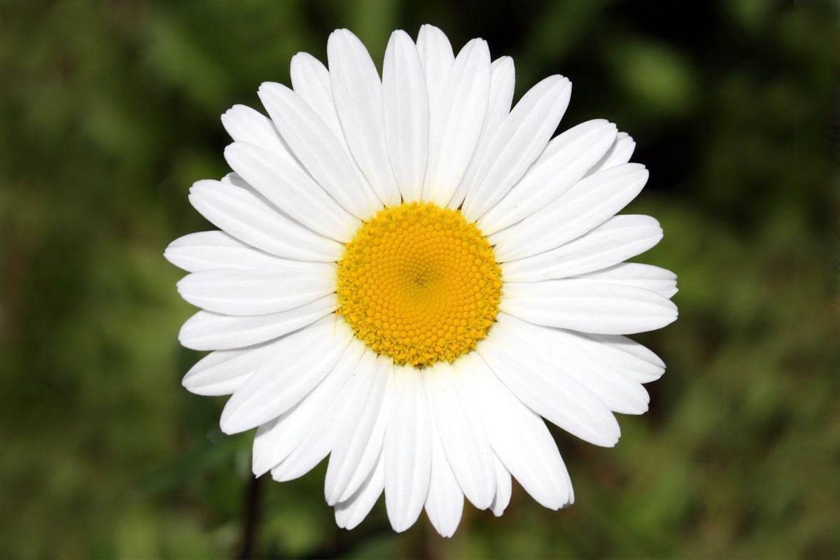 Tre blomster, du kan så i august for en farverig have til foråret